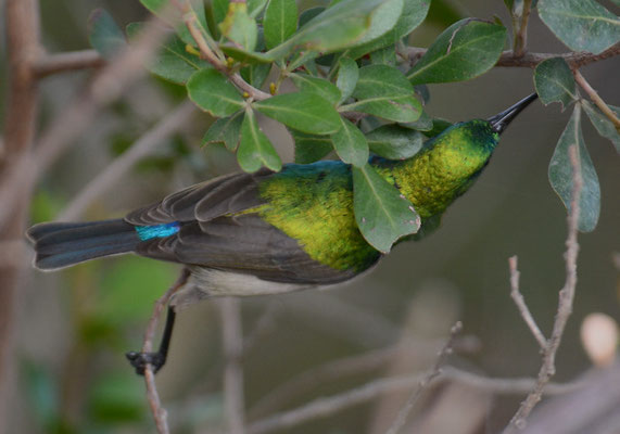 BLAUBANDNEKTARVOGEL, SOUTHERN DOUBLE-COLLARED SUNBIRD, CINNYRIS CHALYBEUS