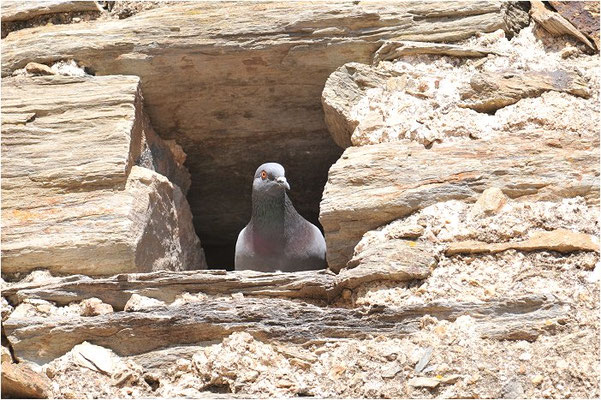 FELSENTAUBE, ROCK DOVE, COLUMBA LIVIA