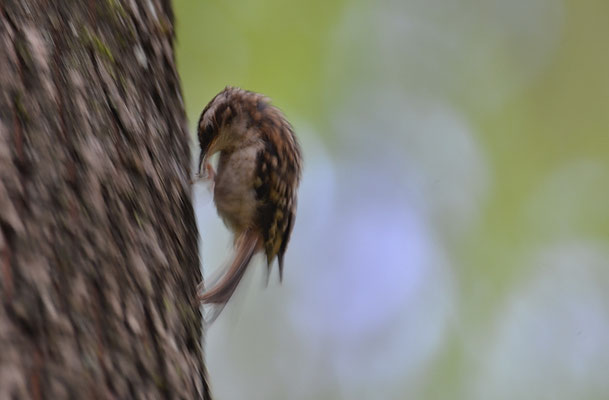 Andenbaumläufer, Brown creeper, Certhia americana