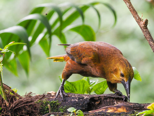 BREITHAUBEN-STIRNVOGEL, RUSSET-BACKED OROPENDOLA - PSAROCOLIUS ANGUSTIFRONS
