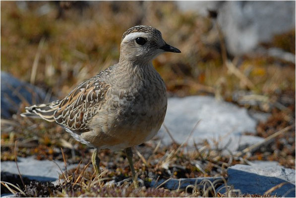 MORNELLREGENPFEIFER, DOTTEREL, CHARADRIUS MORINELLUS