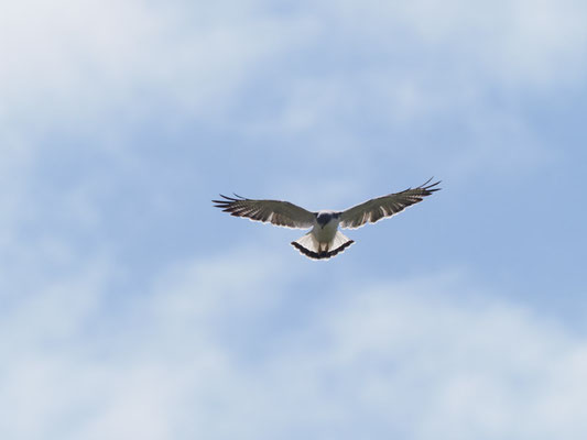 ROTRÜCKENBUSSARD, VARIABLE HAWK (RED-BACKED HAWK) - GERANOAETUS POLYOSOMA