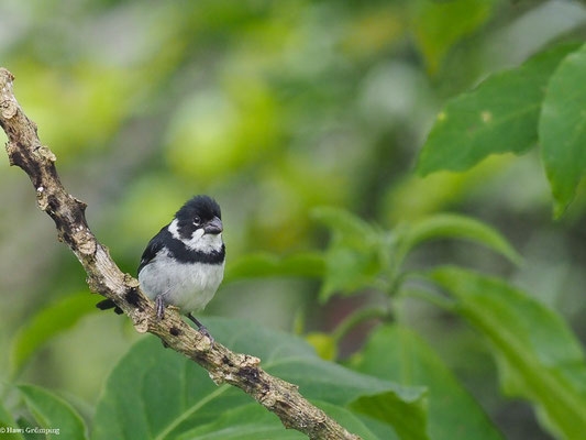 MOHRENPFÄFFCHEN, VARIABLE SEEDEATER - SPOROPHILA CORVINA
