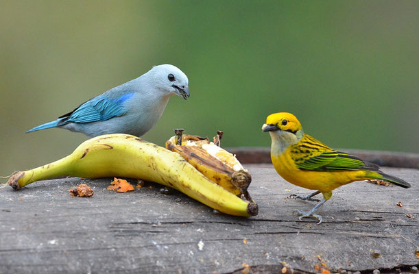 BLAUTANGARE (BISCHOFSTANGARE), BLUE-GRAY TANAGER, THRAUPIS EPISCOPUS