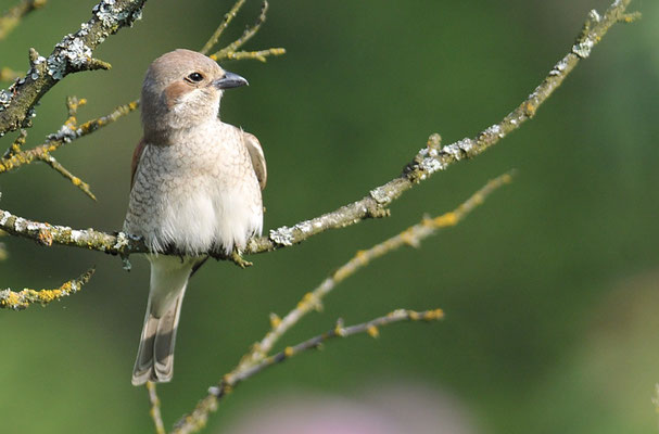 NEUNTÖTER, RED-BACKED SHRIKE, LANIUS COLLURIO