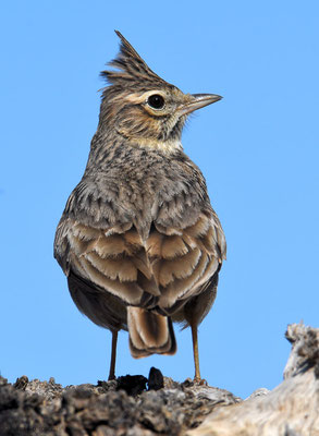 HAUBENLERCHE, CRESTED LARK, GALERIDA CRISTATA