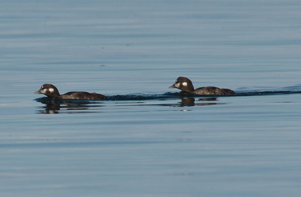 KRAGENENTE, HARLEQUIN DUCK, HISTRIONICUS HISTRIONICUS