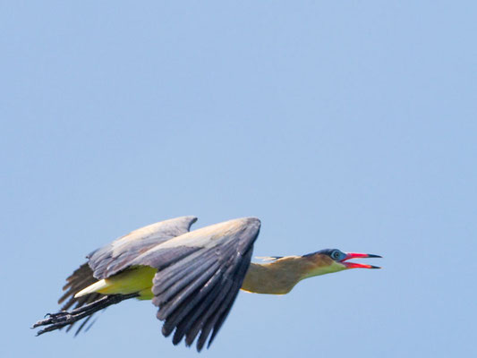 Pfeifreiher, Whistling Heron - Syrigma sibilatrix