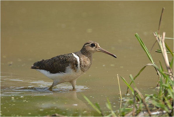 GOLDSCHNEPFE, GREATER PAINTED-SNIPE, ROSTRATULA BENGHALENSIS