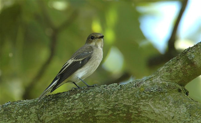 TRAUERSCHNÄPPER, PIED FLYCATCHER, FICEDULA HYPOLEUCA