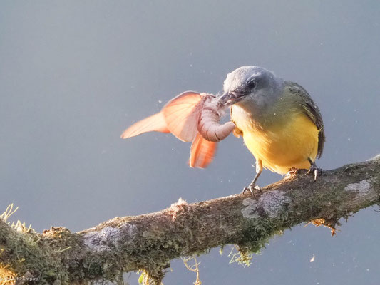 Trauertyrann, Tropical kingbird - Tyrannus melancholicus