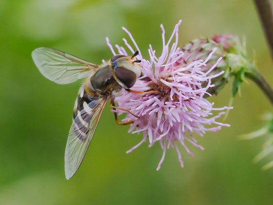 SPÄTE GROSSSTIRNSCHWEBFLIEGE, SCAEVA PYRASTRI