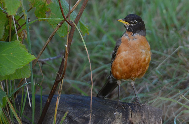 WANDERDROSSEL, AMERICAN ROBIN, TURDUS MIGRATORIUS