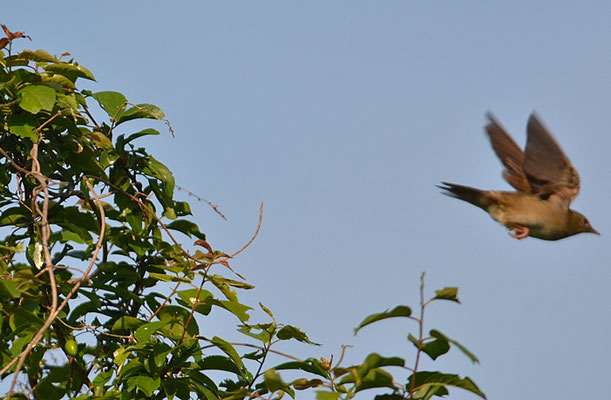 SCHLAGSCHWIRL, RIVER WARBLER, LOCUSTELLA FLUVIATILIS