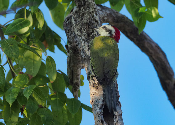KUBA-GRÜNSPECHT, CUBAN GREEN WOODPECKER, XIPHIDIOPICUS PERCUSSUS