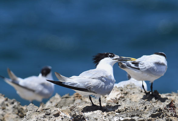 CABOTSSEESCHWALBE, CABOT´S TERN, THALSSEUS ACUFLAVIDUS