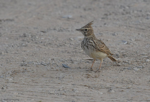 THEKLALERCHE, THEKLA LARK, GALERIDA THEKLAE