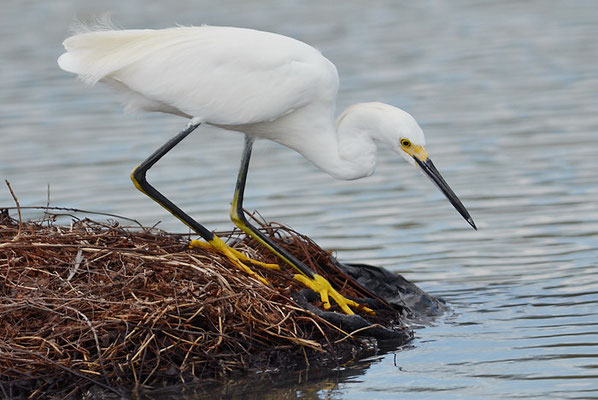 SCHMUCKREIHER, SNOWY EGRET, EGRETTA THULA