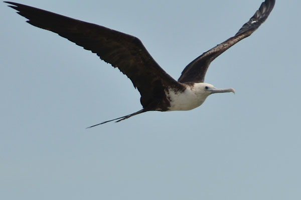 FREGATTVOGEL, MAGNIFICENT FRIGATEBIRD, FREGATA MAGNIFICENS