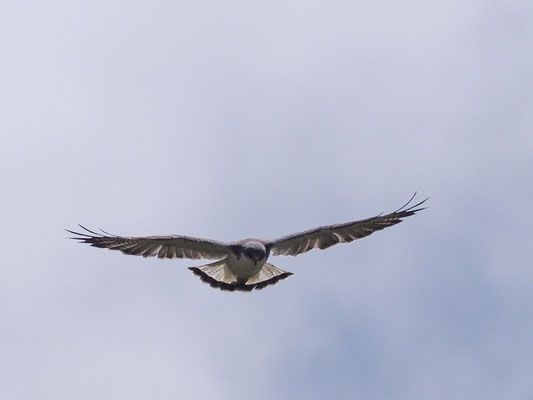 ROTRÜCKENBUSSARD, VARIABLE HAWK (RED-BACKED HAWK) - GERANOAETUS POLYOSOMA