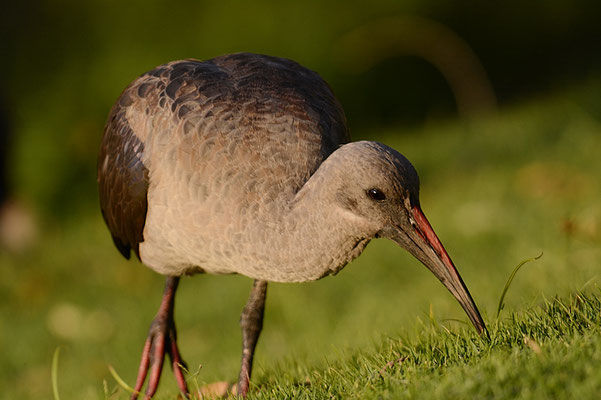 HAGEDASCH, HADEDA IBIS, BOSTRYCHIA HAGEDASH