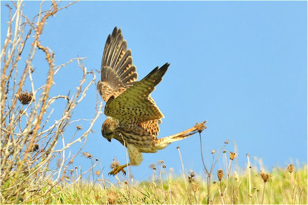 TURMFALKE, KESTREL, FALCO TINNUNCULUS