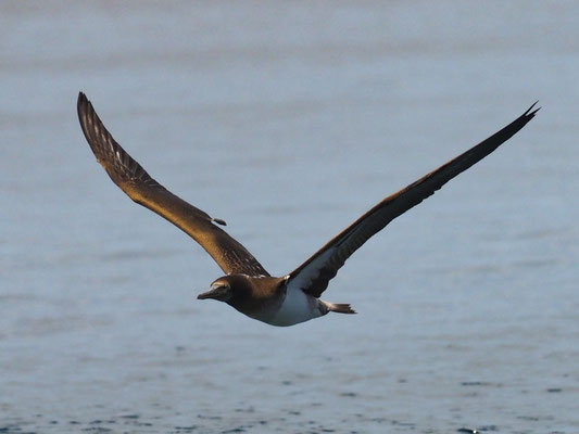 WEISSBAUCHTÖLPEL, BROWN BOOBY - SULA LEUCOGASTER