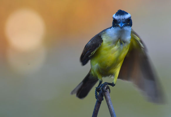 SCHWEFELTYRANN, GREAT KISKADEE, PITANGUS SULFURATUS