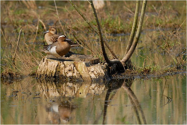 KNÄKENTE, GARGANEY, ANAS QUERQUEDULA