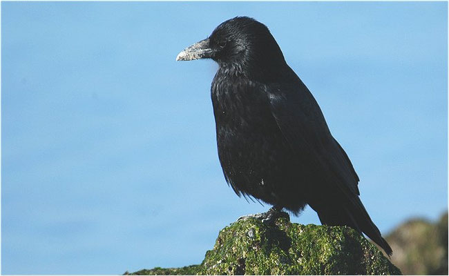 RABENKRÄHE, CARRION CROW, CORVUS CORONE