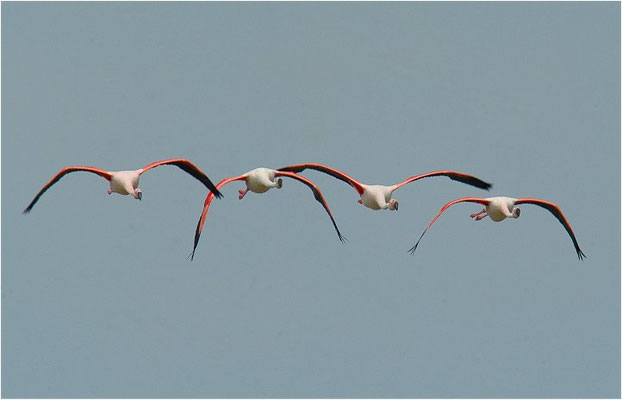 ROSAFLAMINGO, FLAMINGO, PHOENICOPTERUS ROSEUS