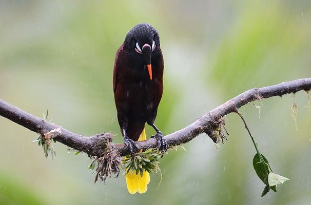 MONTEZUMA-STIRNVOGEL, MONTEZUMA OROPENDOLA, PSAROCOLIUS MONTEZUMA