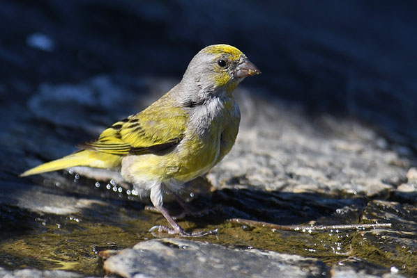 KAP-KANARIENVOGEL, CAPE CANARY, SERINUS CANICOLLIS