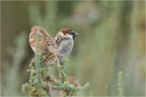 WEIDENSPERLING, SPANISH SPARROW, PASSER HISPANIOLENSIS