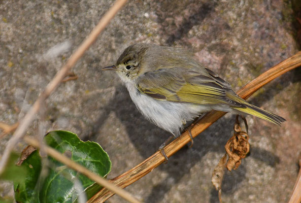 BERGLAUBSÄNGER, WESTERN BONELLI´S WARBLER, PHYLLOSCOPUS BONELLI