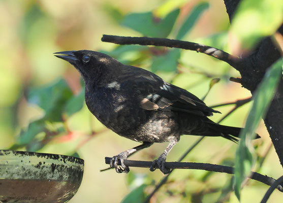SEIDENKUHSTÄRLING, SHINY COWBIRD, MOLOTHRUS BONARIENSIS