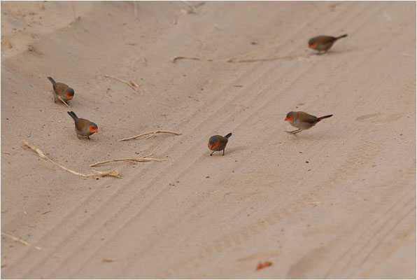 ORANGEBÄCKCHEN, ORANGE-CHEEKED WAXBILL, ESTRILDA MELPODA