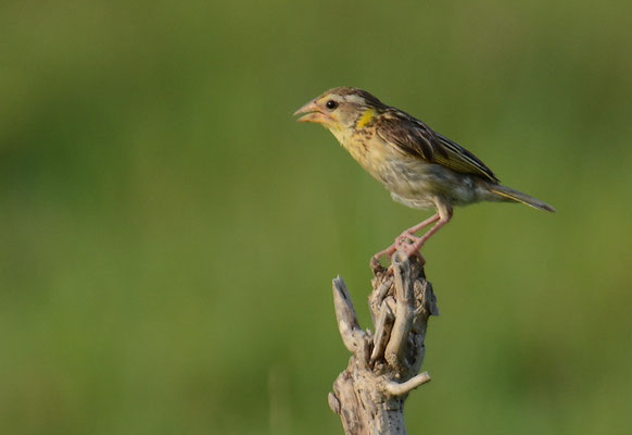 MANYARWEBER, STREAKED WEAVER, PLOCEUS MANYAR