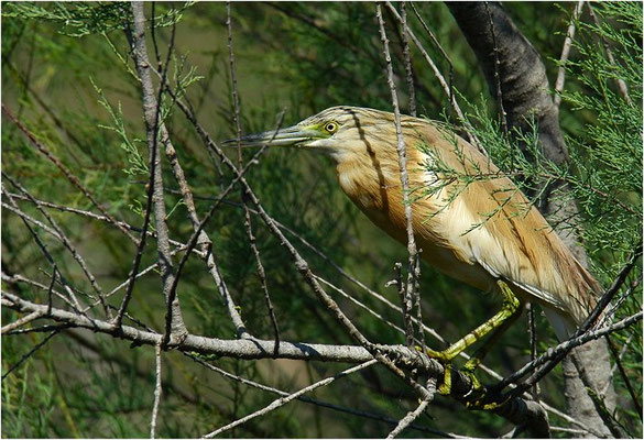 RALLENREIHER, SQUACCO HERON, ARDEOLA RALLOIDES