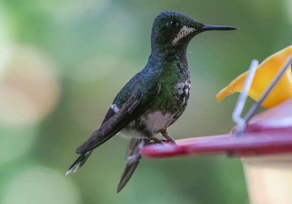 GRÜNE FADENELFE, GREEN THORNTAIL, DICOSURA CONVERSII - COSTA RICA