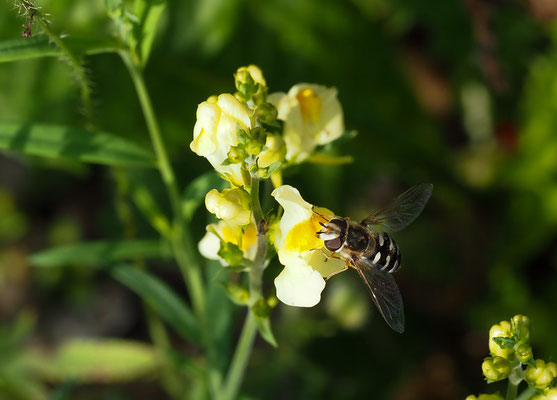 SPÄTE GROSSSTIRNSCHWEBFLIEGE, SCAEVA PYRASTRI