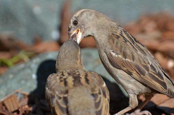 HAUSSPERLING, HOUSE SPARROW, PASSER DOMESTICUS 