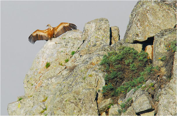 GÄNSEGEIER, GRIFFON VULTURE, GYPS FULVUS