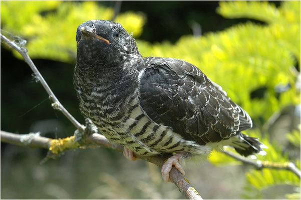 KUCKUCK, COCKOO, CUCULUS CANORUS