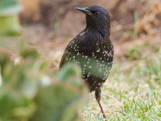 Star, Common Starling - sturnus vulgaris