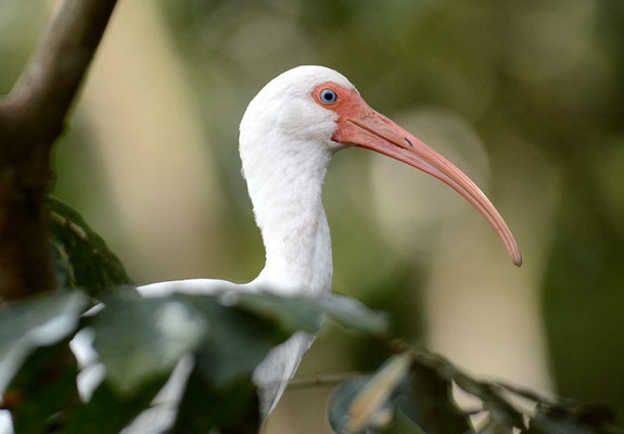 SCHNEESICHLER, WHITE IBIS, EUDOCIMUS ALBUS