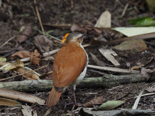 WEISSBAUCHTÖPFER, PACIFIC HORNERO - FURNARIUS CINNAMOMEU