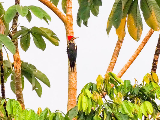 Schwarzkehlspecht, Crimson-crested Woodpecker - Campephilus melanoleucos
