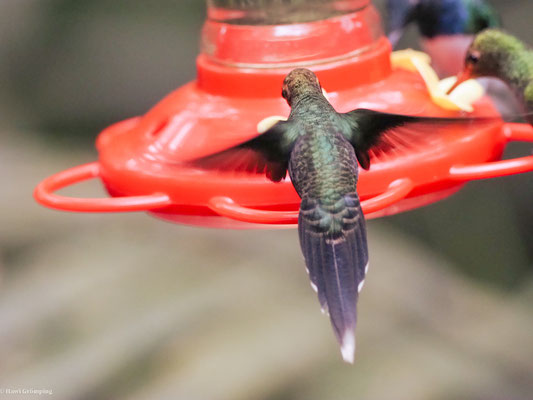 SMARAGD-SCHATTENKOLIBRI, WHITE-WHISKERED HERMIT - PHAETORNIS YARUQUI