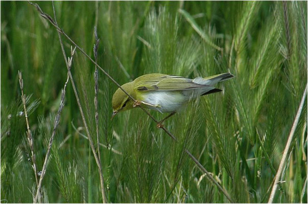 FITIS,  WILLOW WARBLER, PHYLLOSCOPUS TROCHILUS